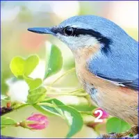Hidden Spots - Birds online oyun büyük