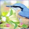 Hidden Spots - Birds online oyun küçük