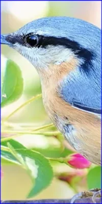 online ve ücretsiz Hidden Spots - Birds oyna